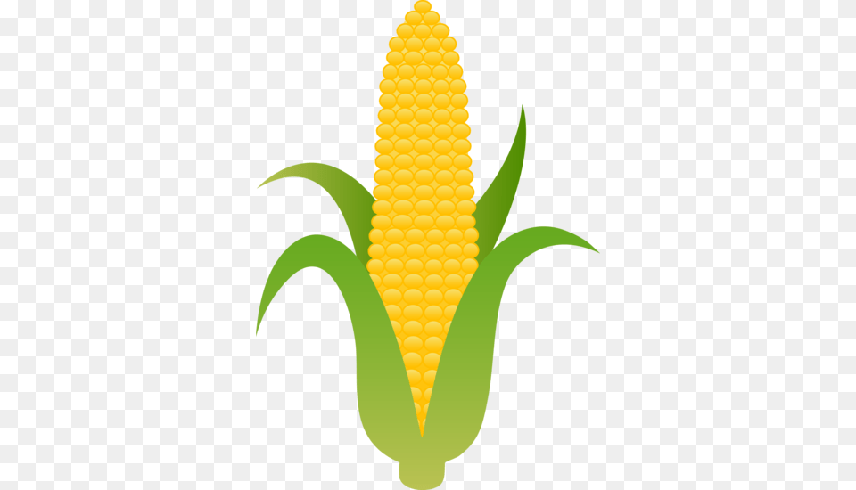 Large Husk Of Golden Corn Francesca Clip Art, Food, Grain, Plant, Produce Free Transparent Png