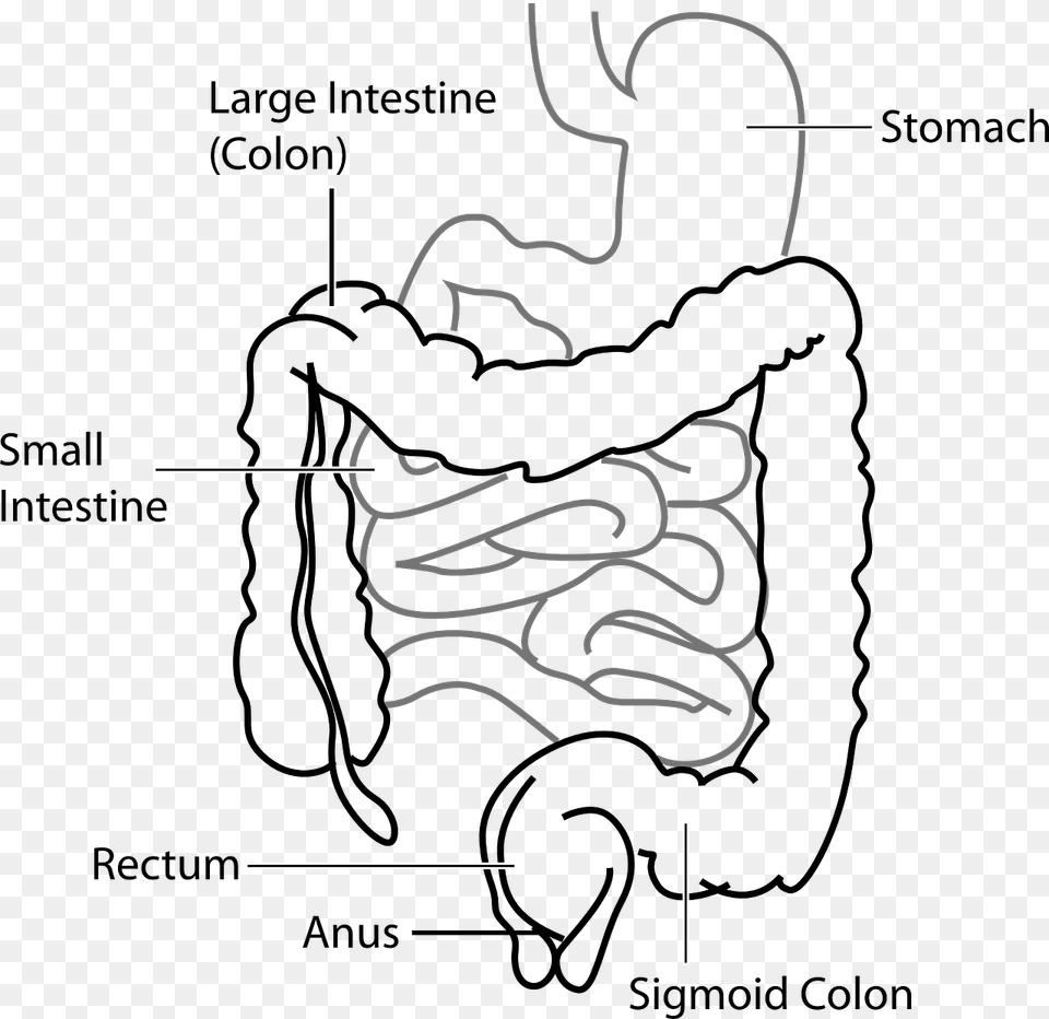 Large Intestine And Small Intestine Diagram, Text Free Transparent Png