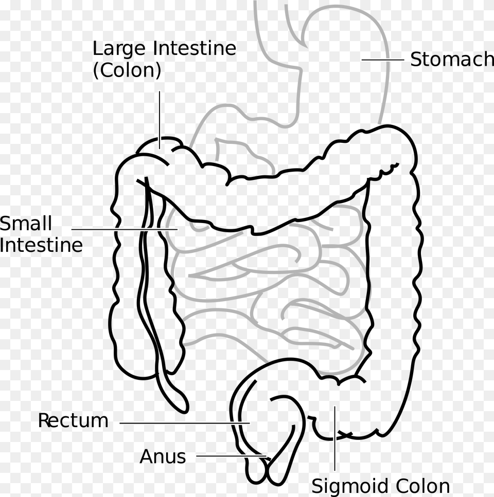 Large Intestine And Small Intestine Diagram, Body Part, Hand, Person Png Image