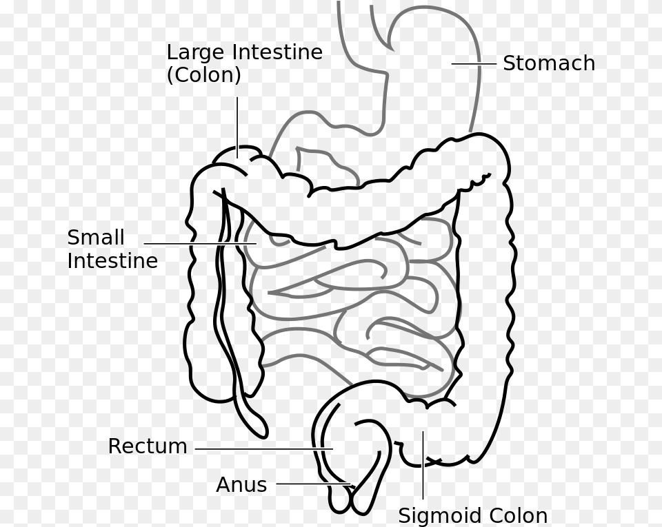 Large Intestine And Small Intestine Diagram Free Png