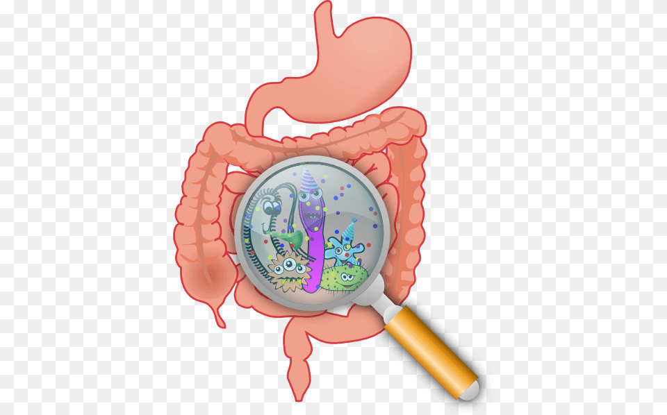 Large Intestine Cliparts, Magnifying Free Png