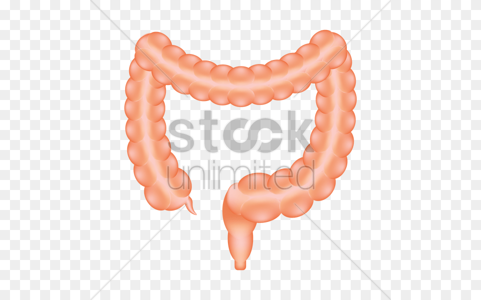 Large Intestine Of A Human Vector Image, Accessories Free Png Download