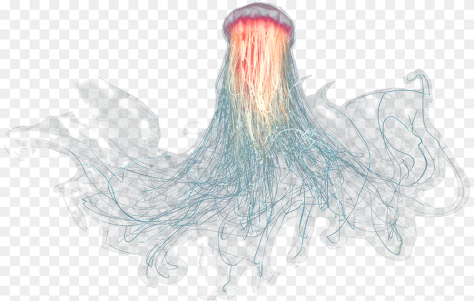 Large Jellyfish, Animal, Sea Life, Adult, Female Png Image