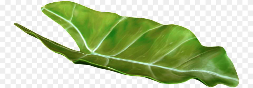Large Leaf Cartoon Transparent Free Download Hojas Tropicales, Plant Png Image