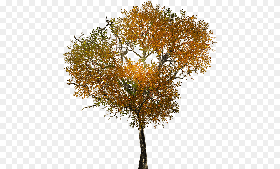 Large Leafy Branches For Tree Models Arboles, Plant, Tree Trunk, Maple, Leaf Png