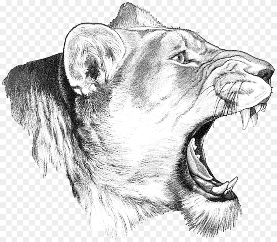 Large Lioness Sketch, Art, Drawing, Adult, Male Png