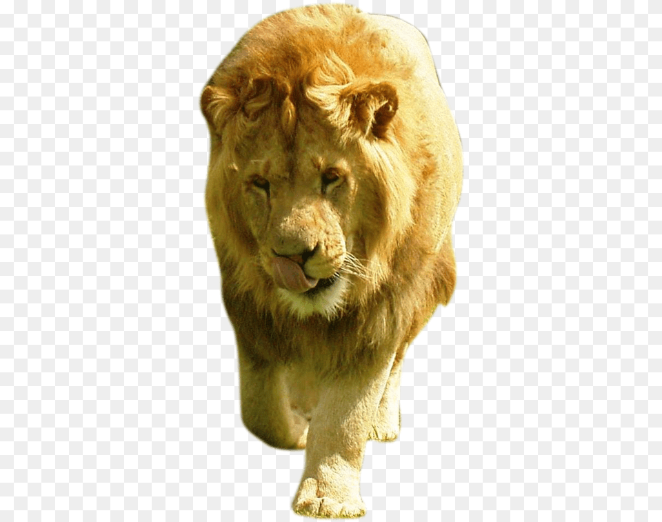 Large Male Lion, Animal, Mammal, Wildlife Free Transparent Png