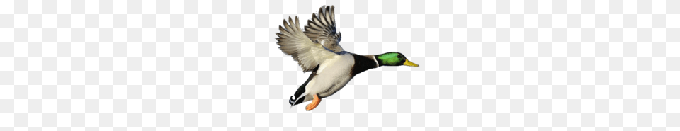 Large Mallard Free, Animal, Anseriformes, Bird, Waterfowl Png