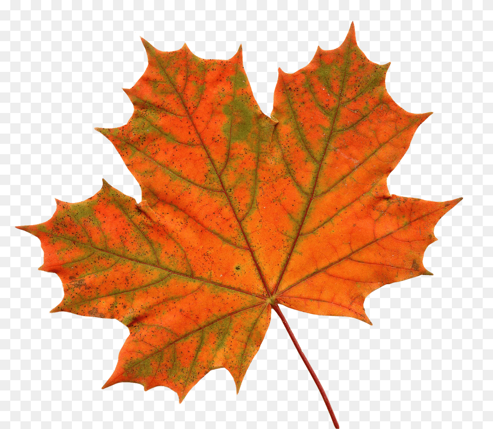 Large Maple Leaf, Plant, Tree, Maple Leaf Png Image