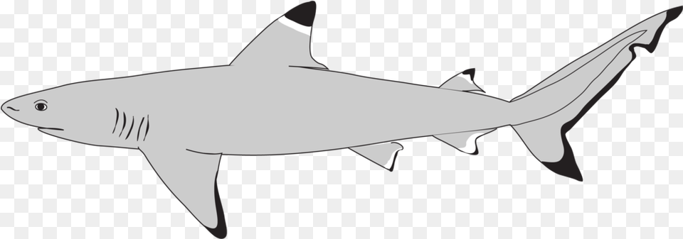 Large Marine Vertebrates Research Institute Philippines Bronze Hammerhead Shark, Animal, Fish, Sea Life, Great White Shark Free Png Download