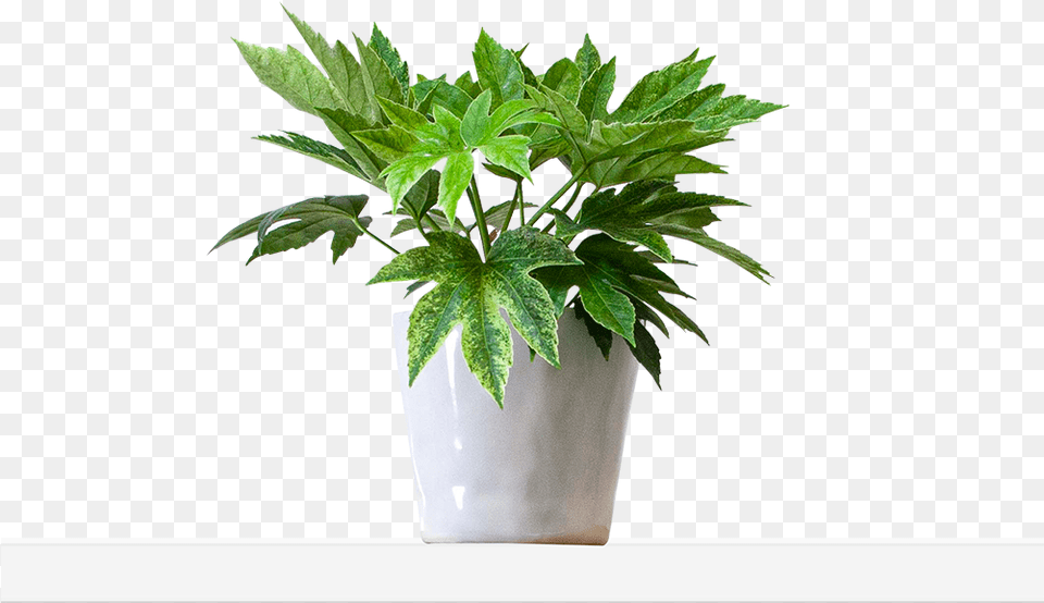 Large Mottled Flowerpot, Leaf, Plant, Potted Plant, Tree Png