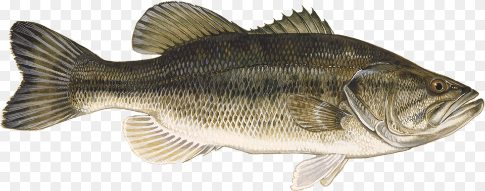 Large Mouth Bass, Animal, Fish, Sea Life, Perch Free Transparent Png