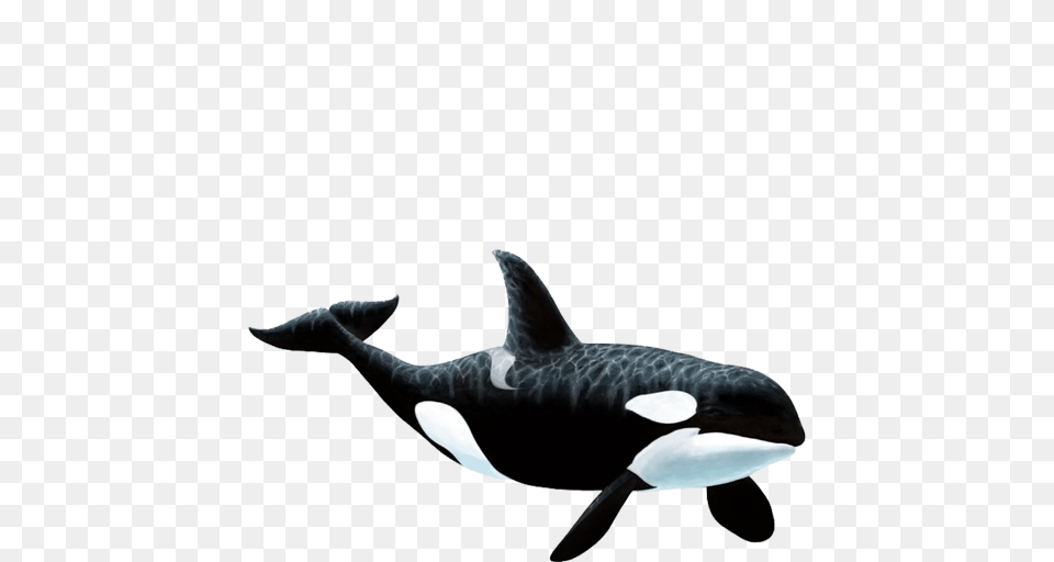 Large Orca Whale Wall Sticker, Animal, Sea Life, Mammal, Fish Png Image