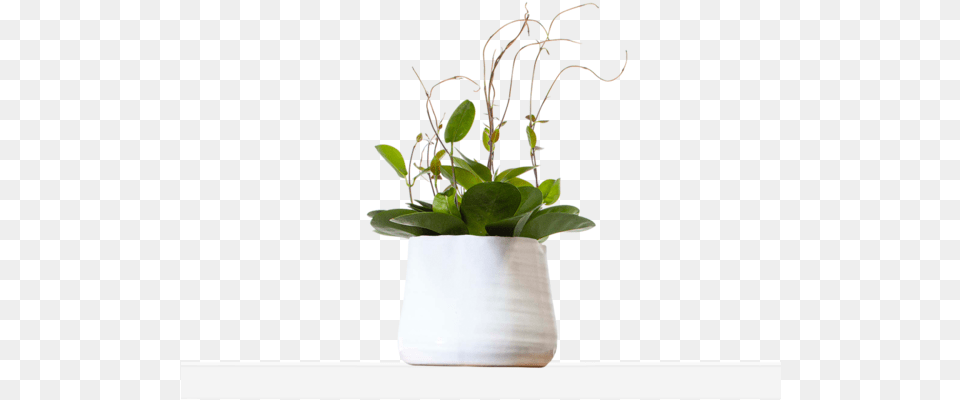Large Organic, Flower, Flower Arrangement, Ikebana, Plant Free Transparent Png