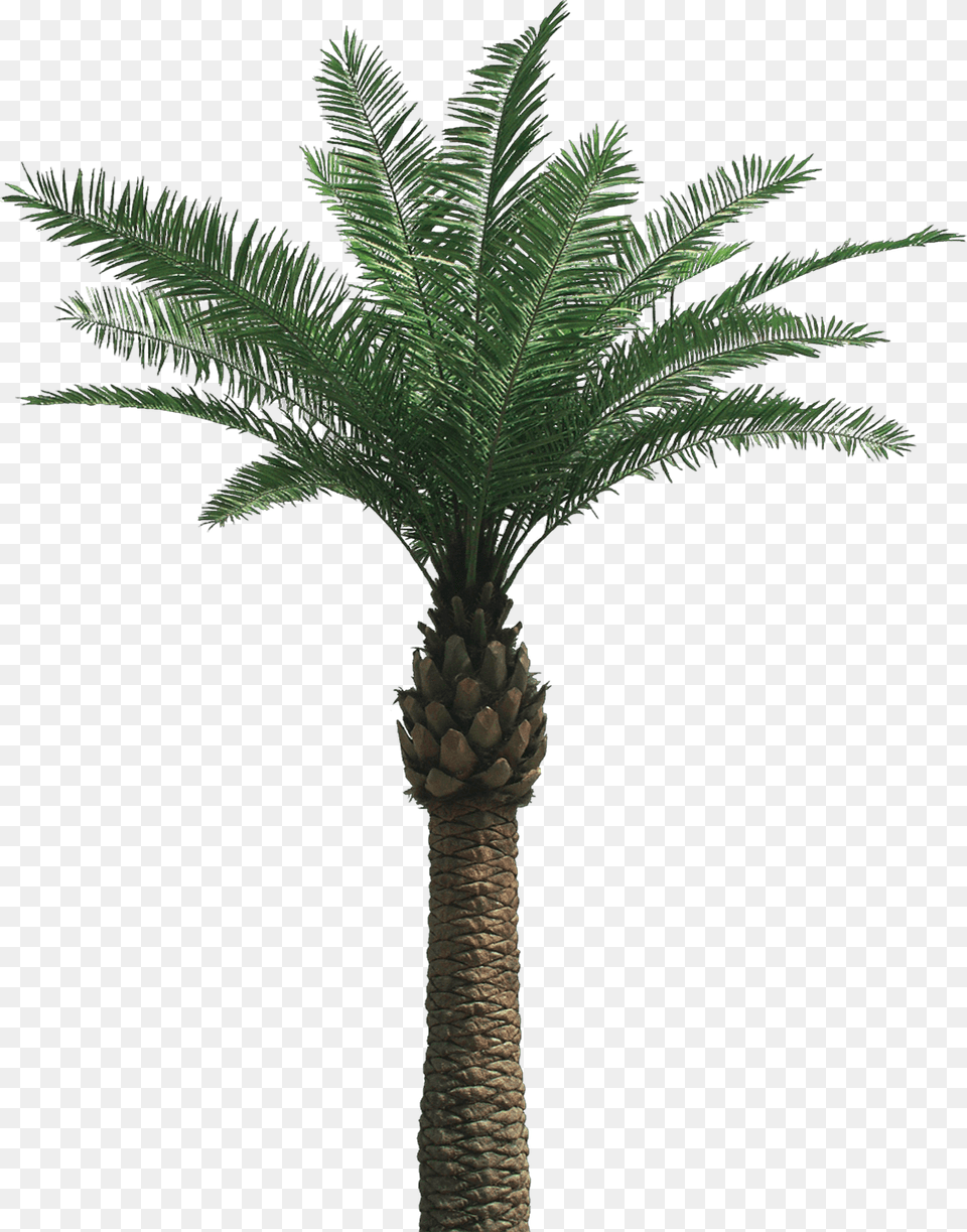 Large Palm Tree, Palm Tree, Plant Png