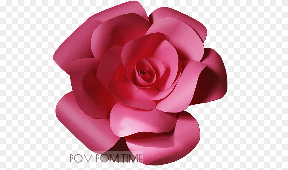 Large Paper Flower Dark Pink 50cm Pompomtimecz Garden Roses, Petal, Plant, Rose Png Image