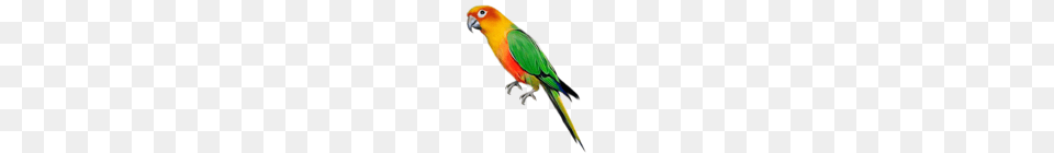 Large Parrot, Animal, Bird, Parakeet Png Image