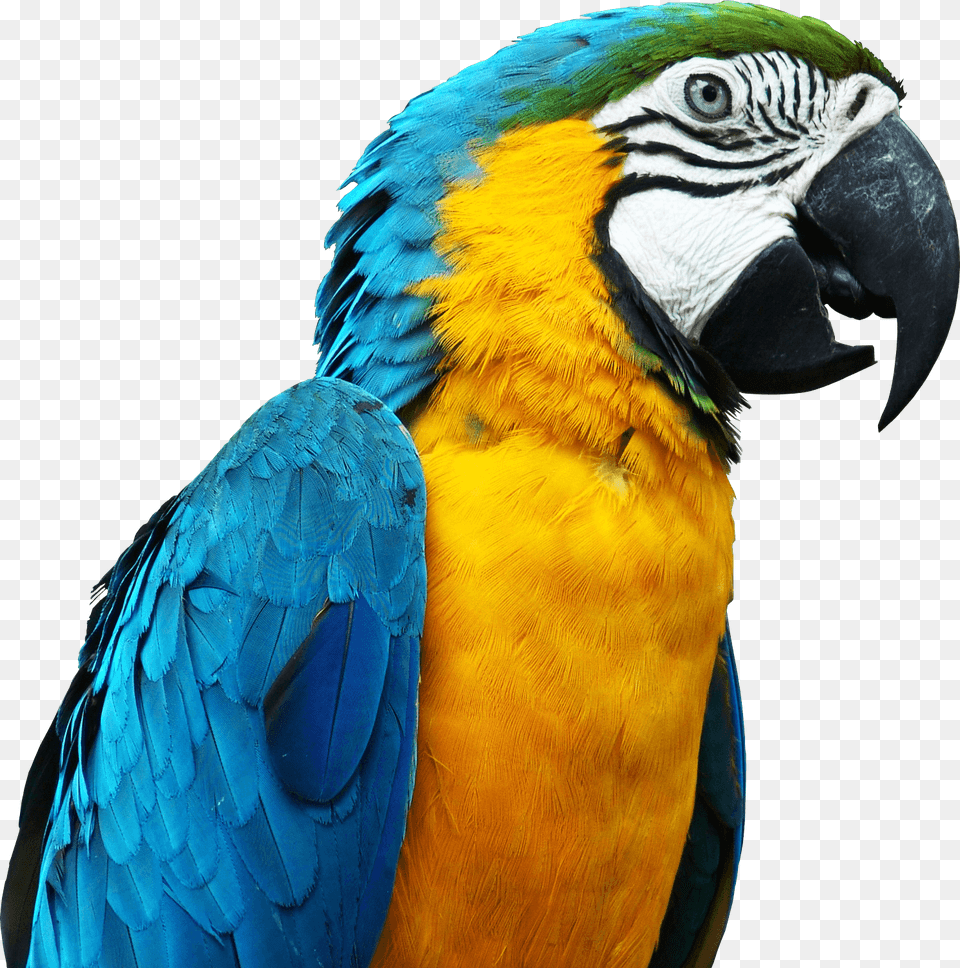 Large Parrot Head, Animal, Bird, Macaw Free Png