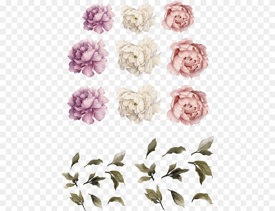 Large Peony Wall Decal, Carnation, Flower, Plant, Petal Png