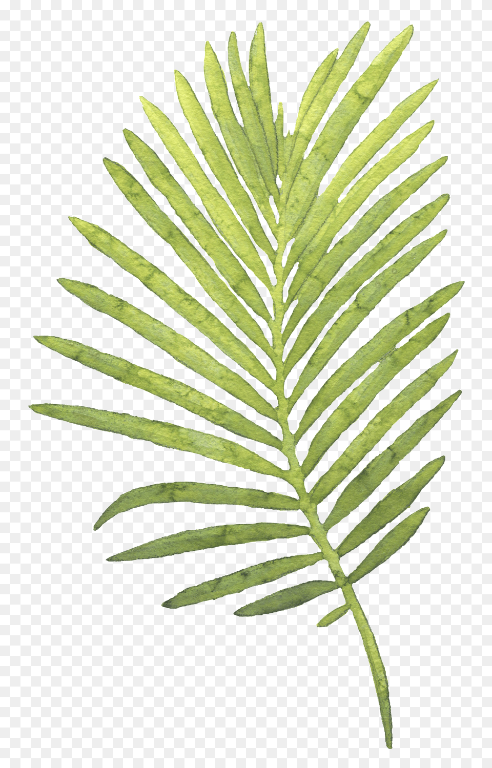 Large Piece Of Coco Leaves Hand Painted Watercolor Transparent, Leaf, Plant, Fern, Tree Png