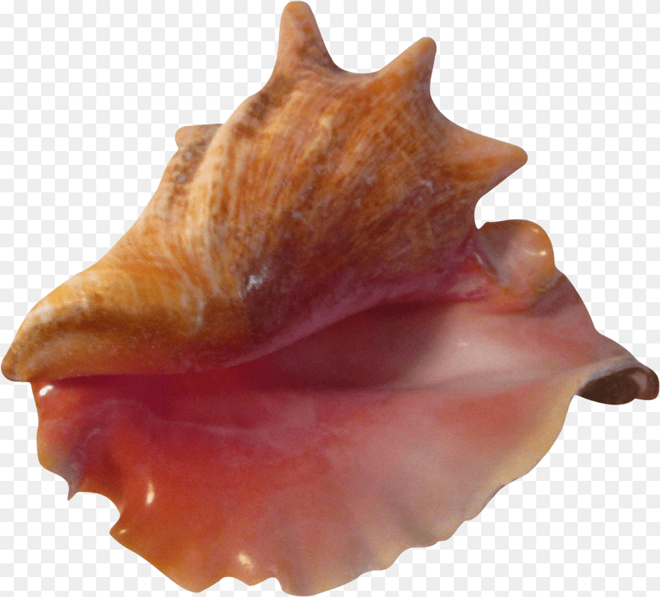 Large Pink Bahamian Ruffled Shell Chairish Conch, Animal, Invertebrate, Sea Life, Seashell Png Image