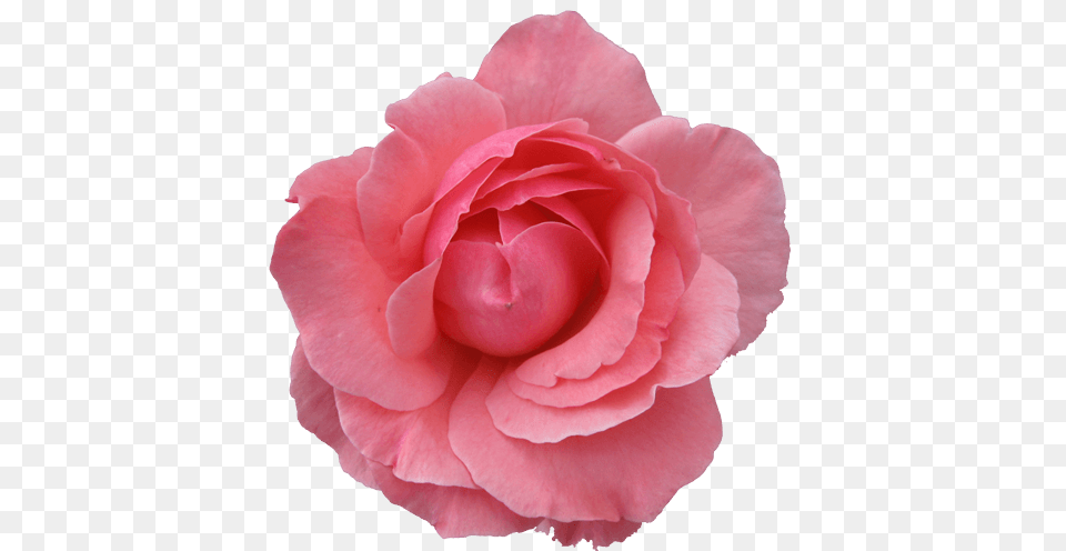 Large Pink Rose, Flower, Petal, Plant, Carnation Png