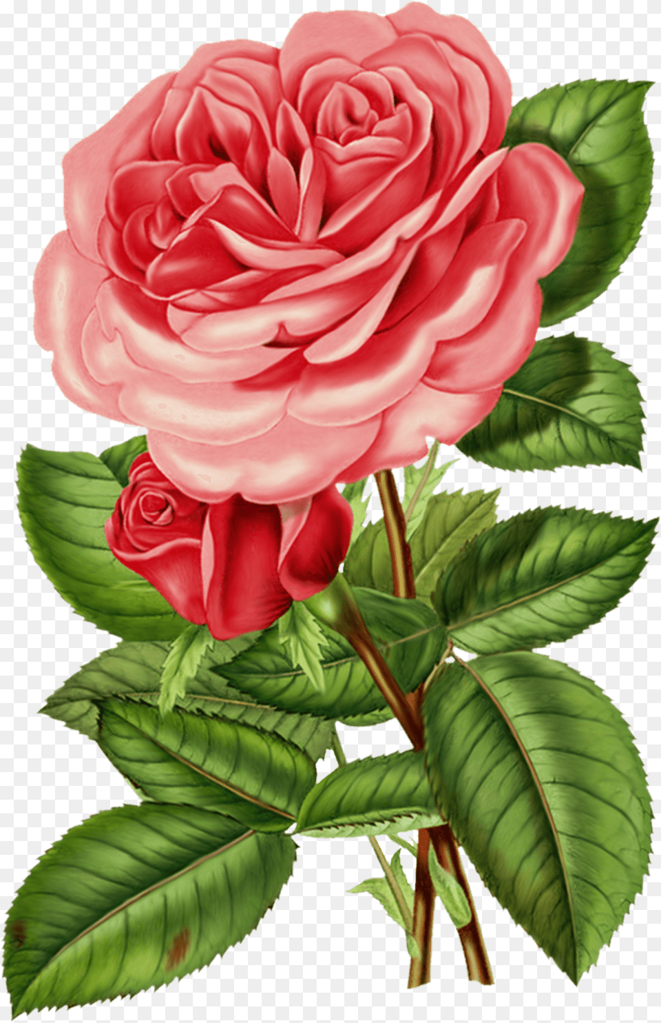 Large Pink Victorian Vintage Rose, Flower, Plant, Dahlia Free Png