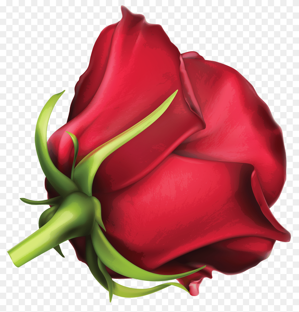 Large Red Rose Clipart, Pattern, Art, Graphics, Animal Free Png