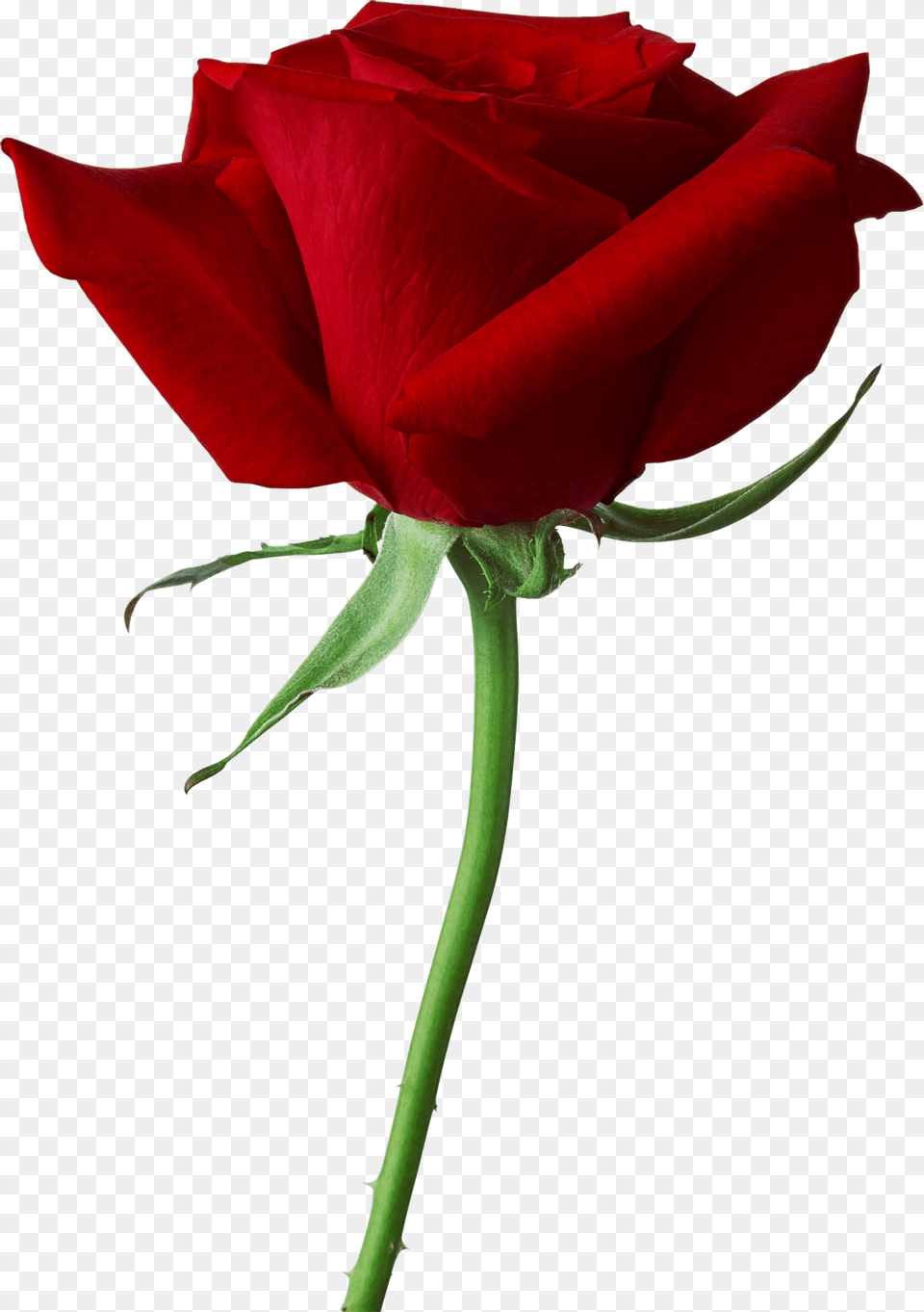 Large Red Rose Close Up, Flower, Plant, Petal Free Png Download