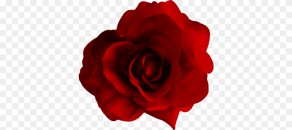 Large Red Rose Transparent, Flower, Plant, Petal Png Image