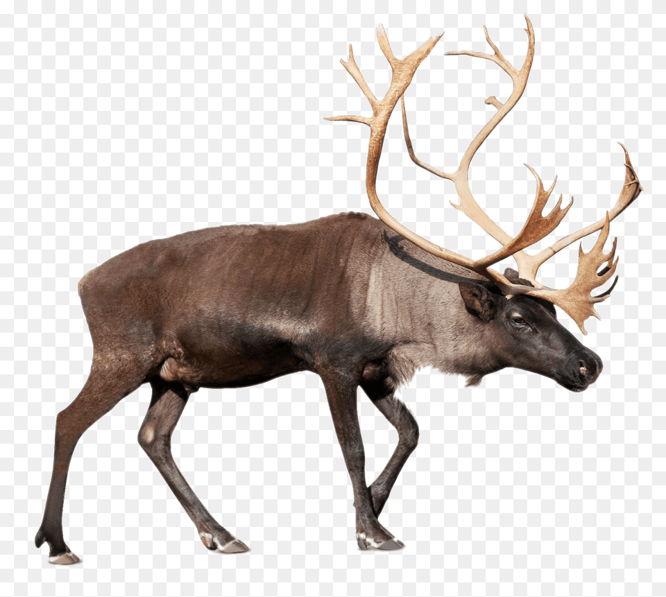 Large Reindeer Caribou, Animal, Deer, Mammal, Wildlife Free Png
