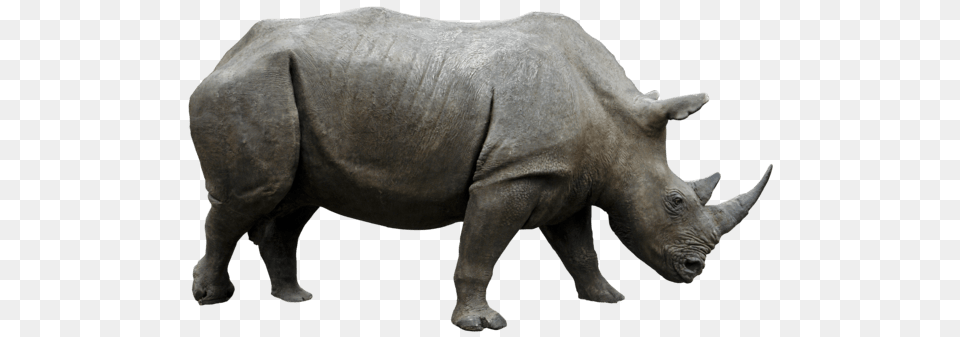 Large Rhino Side View, Animal, Mammal, Wildlife, Elephant Free Png Download