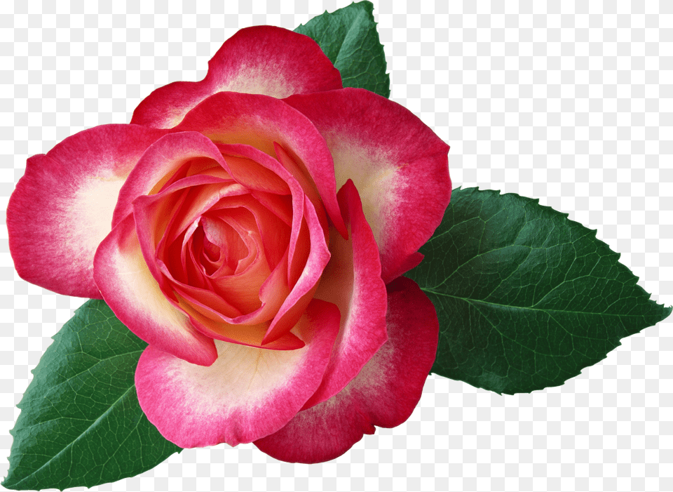 Large Rose Clipart Free Png