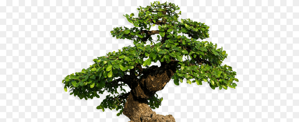 Large Sageretia Theezans, Plant, Potted Plant, Tree, Bonsai Free Png Download
