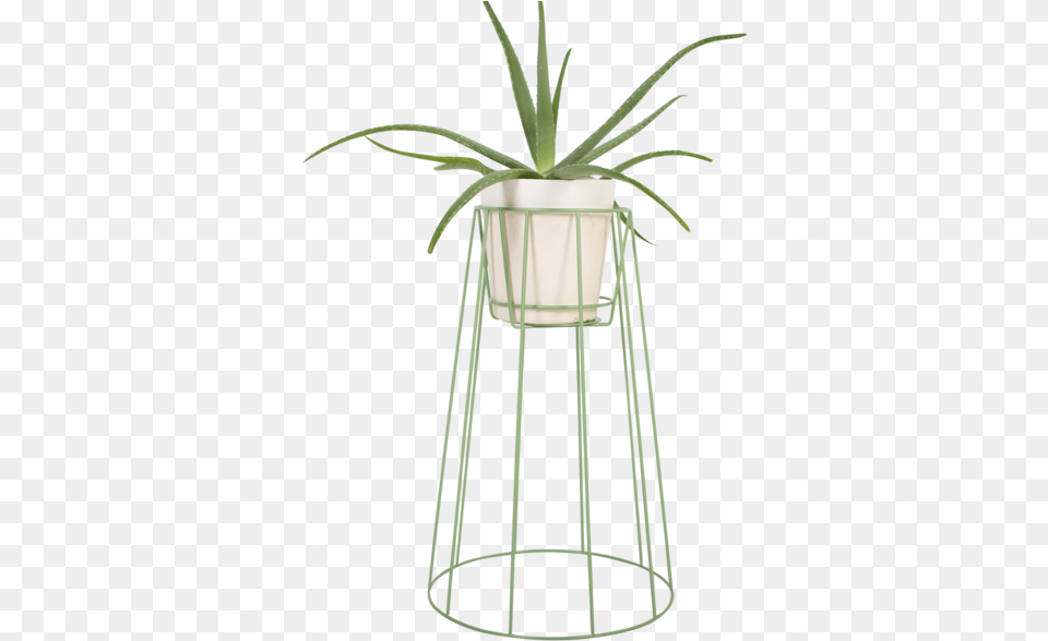 Large Sea Green Houseplant, Jar, Plant, Planter, Potted Plant Free Png