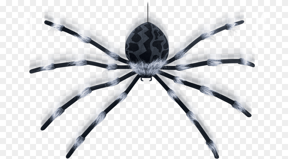 Large Shaking Spider Holiday, Animal, Invertebrate, Blade, Dagger Png Image