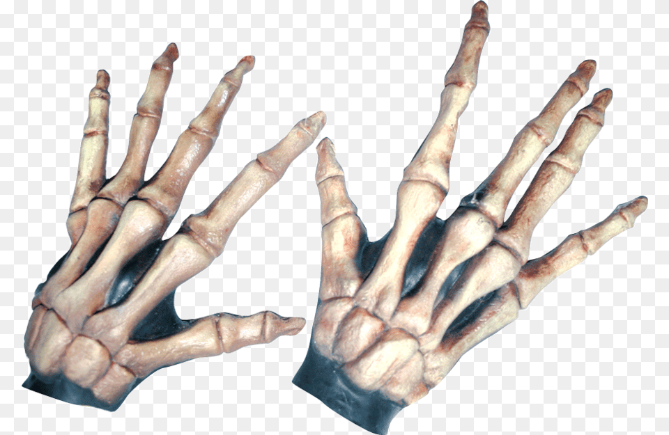 Large Skeleton Hands Bone Coloredclass Lazyload Skelet Handsker, Person, Hardware, Hand, Finger Free Png Download