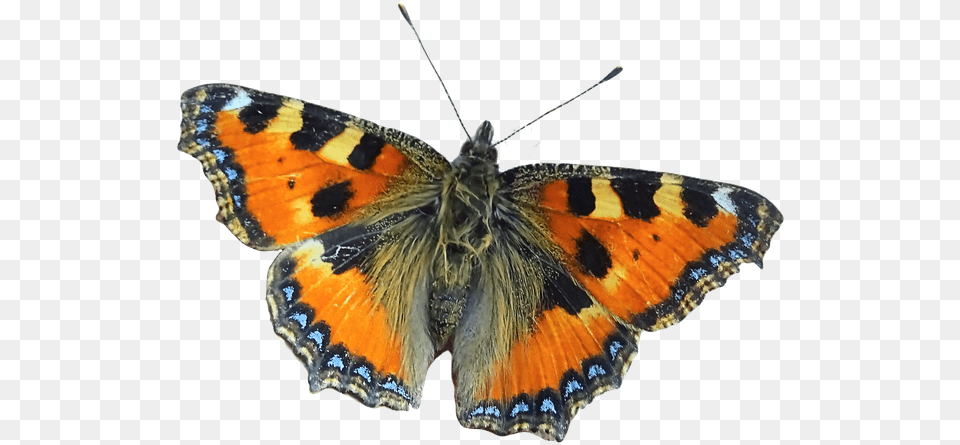 Large Tortoiseshell, Animal, Butterfly, Insect, Invertebrate Free Png