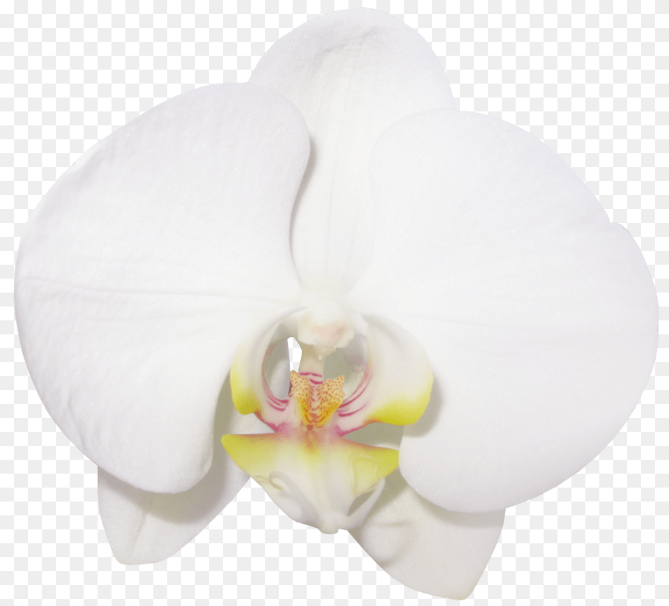 Large Transparent Vanilla Orchid, Flower, Plant Png Image