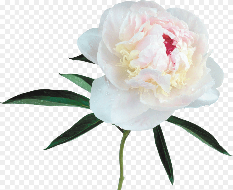Large Transparent White Peony, Flower, Plant, Rose Png Image