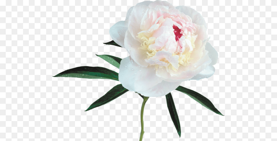 Large White Peony Clipart Stairs, Flower, Plant, Rose, Carnation Free Transparent Png