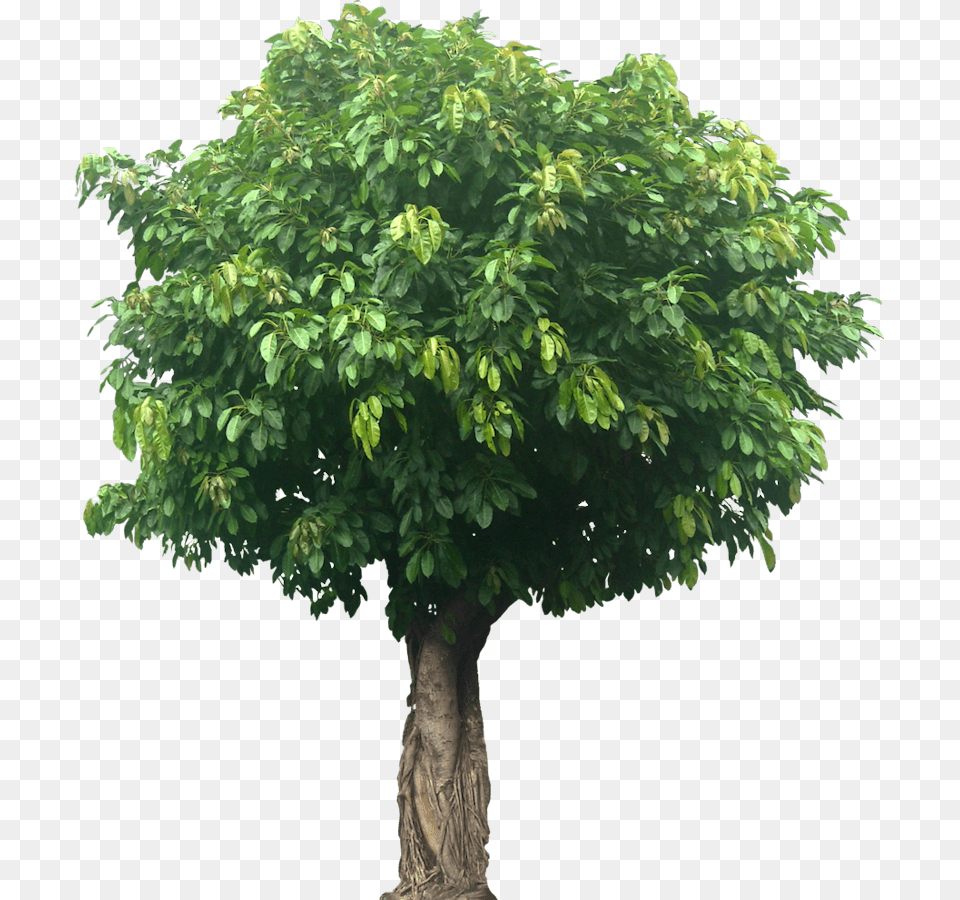 Large Tree, Tree Trunk, Plant, Potted Plant, Maple Free Png Download