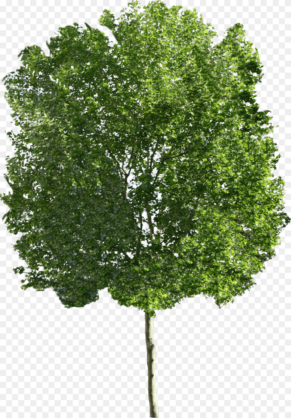 Large Tree, Maple, Oak, Plant, Sycamore Free Transparent Png