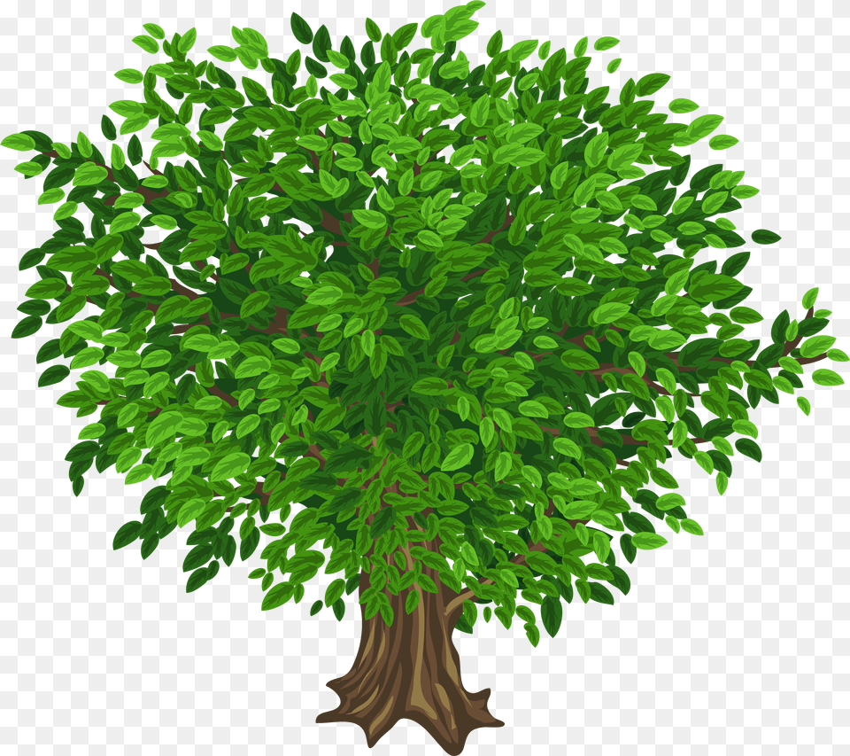 Large Tree Tree Images Without Background, Green, Vegetation, Potted Plant, Plant Free Png Download