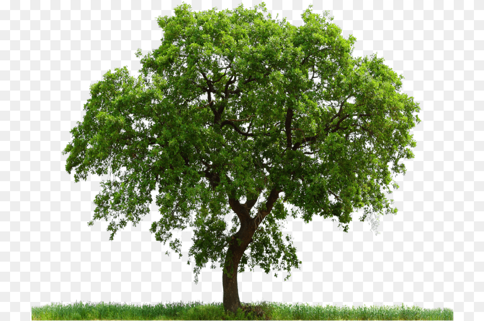 Large Tree With Grass Image Purepng Oak Tree Photoshop, Plant, Sycamore, Tree Trunk Free Png