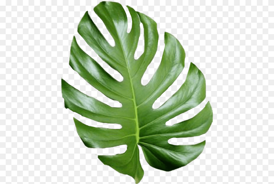 Large Tropical Leave, Leaf, Plant, Flower Png Image