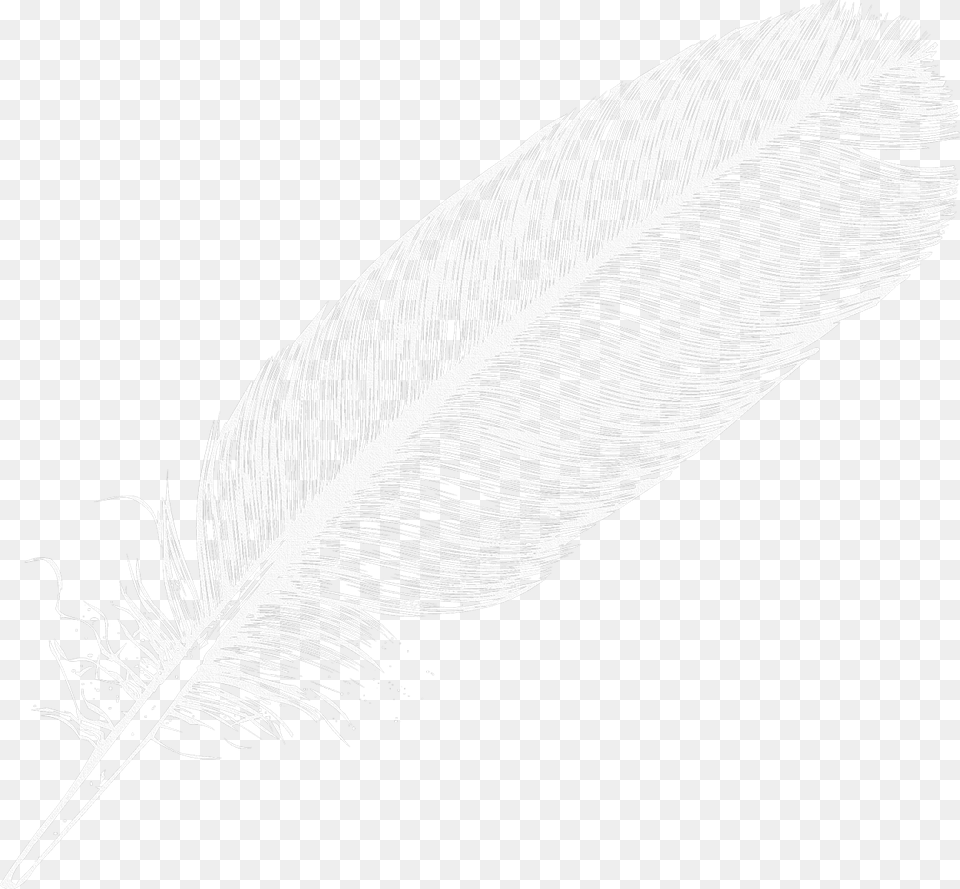 Large White Feather Clipart White Feather Background, Bottle, Art, Plant, Reed Free Png