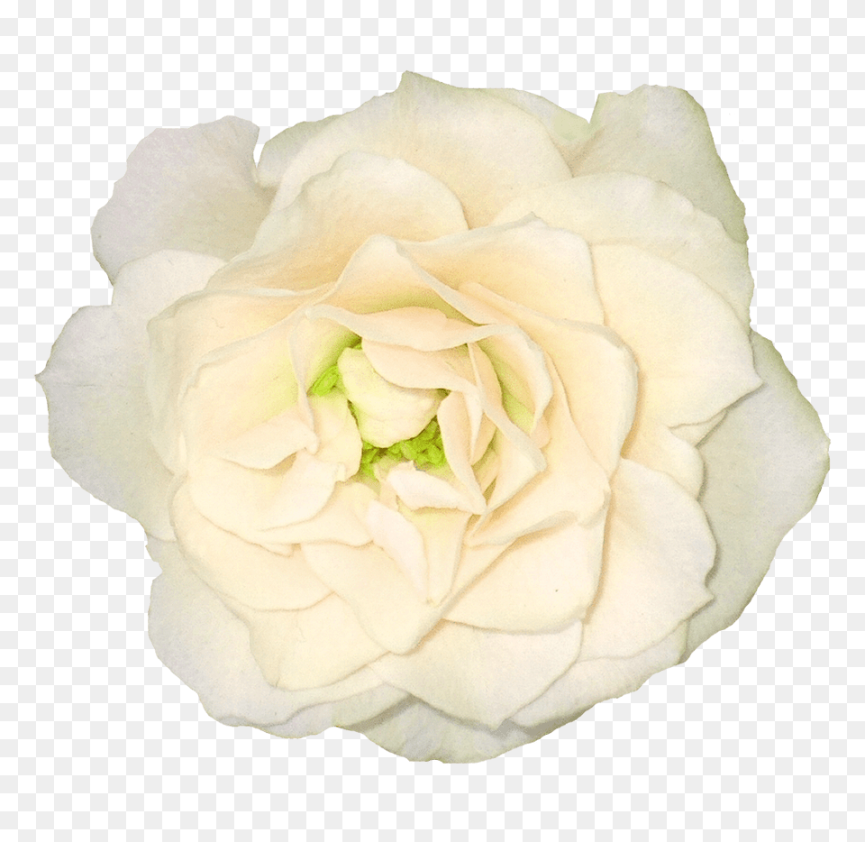 Large White Rose, Flower, Petal, Plant Free Png Download