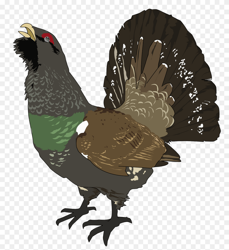 Large Wood Grouse Clipart, Animal, Bird, Chicken, Fowl Free Png Download