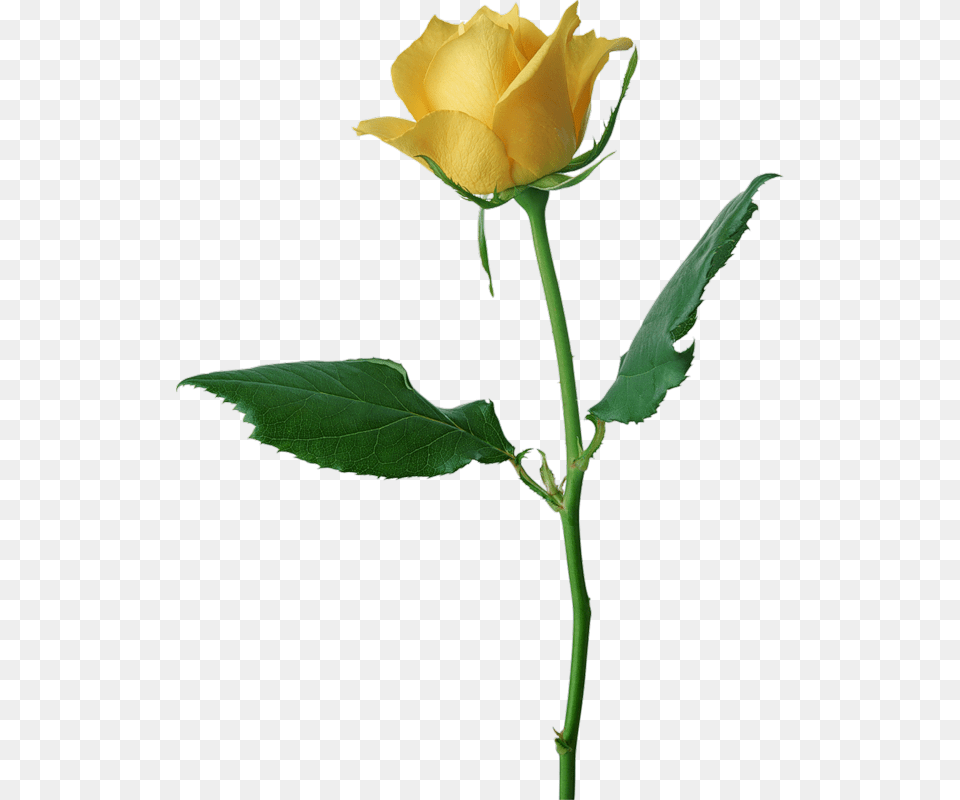 Large Yellow Rose, Flower, Plant, Leaf Png